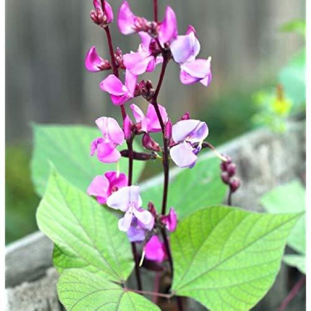 Dolichos Biflorus Flower Seeds for Planting – Heirloom, Non-GMO, Organic Garden Seeds, High Germination