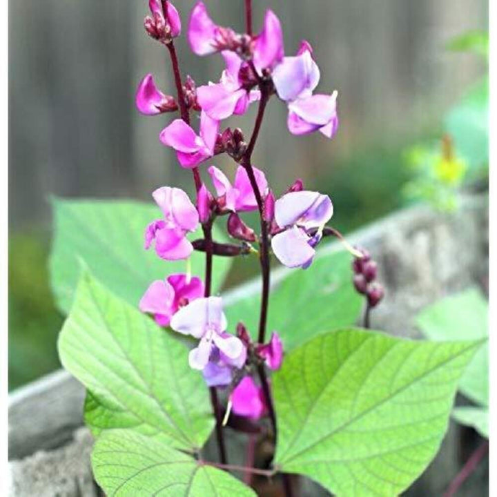 Dolichos Biflorus Flower Seeds for Planting – Heirloom, Non-GMO, Organic Garden Seeds, High Germination