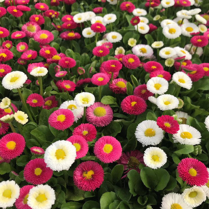 Margarita Roja Flower Seeds for Planting – Bright Red Garden Blooms