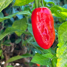 Zavory Pepper Seeds for Planting – 100 pcs, Heirloom, Non-GMO, Organic Garden Seeds, High Germination