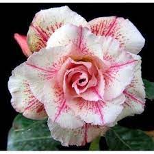 Desert Rose Seeds (Adenium Obesum) – Popular Succulent Plant Seeds for Planting – Heirloom, Non-GMO, High Germination
