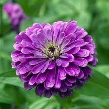 Deep Purple Zinnia Flower Seeds for Planting – Non-GMO, Heirloom, Vibrant Blooms