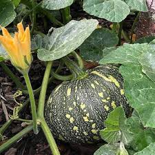 Calabaza or Sweet Pumpkin Seeds for Planting – Heirloom, Non-GMO, High Germination, Organic Garden Seeds