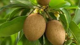 Sapodilla Chikoo Fruit Seeds for Garden Planting | Non-GMO, Tropical Fruit Variety