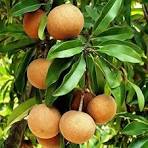 Sapodilla Chikoo Fruit Seeds for Garden Planting | Non-GMO, Tropical Fruit Variety