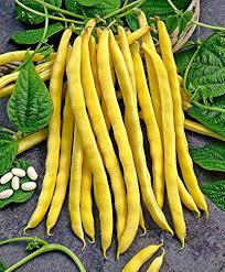 Yellow Bean Seeds for Planting – Heirloom, Non-GMO, High Germination Organic Garden Seeds for Crisp, Flavorful Harvests