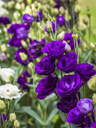 Blue Lisianthus Flower Seeds for Planting – Heirloom, Non-GMO, Easy-to-Grow Garden Blooms