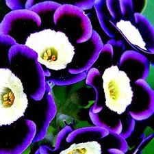 Blue Phantom Petunia Flower Seeds for Planting – Heirloom, Non-GMO, High Germination, Easy-to-Grow Blooms for Pots & Garden Beds