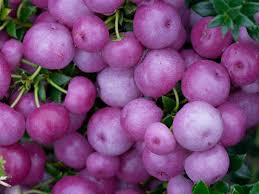 Pink Gaultheria Fruit Seeds for Planting – Aromatic Fruits for Home Gardens, Heirloom & Non-GMO, High Germination Seeds