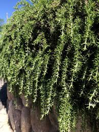 Trailing Irene Rosemary Herb Plant Seeds for Planting – Heirloom, Non-GMO, High Germination Organic Garden Seeds