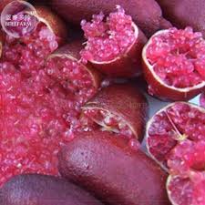 Pink Ice Finger Lime Fruit Seeds for Planting – Unique Citrus, Heirloom, High Germination, Non-GMO Organic Garden Seeds
