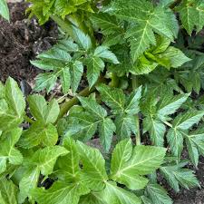 Angelica Keiskei Plant Seeds – Heirloom, Non-GMO, High Germination Organic Garden Seeds for Planting in Medicinal & Edible Herb Gardens