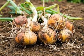 Yellow Onion Vegetable Seeds for Planting – Heirloom, Non-GMO, Organic Garden Vegetable Seeds
