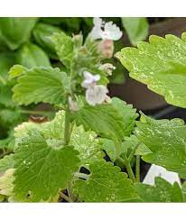 Camphor Catnip (Nepeta camphorata) Seeds for Planting – Heirloom, Non-GMO, High Germination Organic Garden Seeds for Herbal Gardens