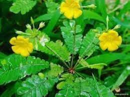 Biophytum Plant Seeds for Garden – Non-GMO, Heirloom, High Germination Seeds