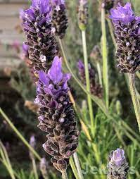French Lavender Seeds for Planting – Heirloom, Non-GMO & Organic Fragrant Flower Herb for Gardens and Aromatherapy