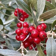 Silver Buffaloberry Seeds (Shepherdia argentea) for Planting – Heirloom, Non-GMO, High Germination Organic Garden Seeds for Hardy, Red-Fruited, Native Edible Plants