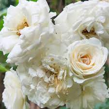 White Climbing Rose Plant Seeds for Garden Heirloom Non-GMO Seeds for Planting and Growing