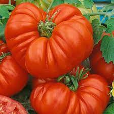 Beefsteak Tomato Seeds – Heirloom, Non-GMO, High Germination Vegetable Seeds for Large Juicy Garden Harvests