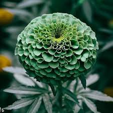green marigold seeds Hybrid Green Marigold Flower Seeds for Planting