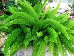 Asparagus Meyeri Foxtail Fern Seeds Heirloom Non GMO for Planting - Indoor Outdoor Decorative Garden Plant