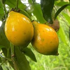 Black Mission Fig Seeds – Heirloom Non-GMO Fruit Seeds for Garden Planting 100 pcs