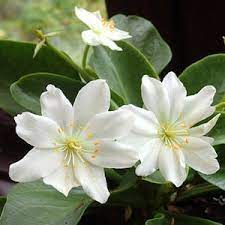 White Nevada Lewisia Flower Seeds for Planting – Perennial Rock Garden Blooms
