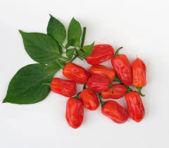 Zavory Pepper Seeds for Planting – 100 pcs, Heirloom, Non-GMO, Organic Garden Seeds, High Germination