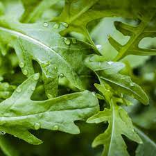 Arugula Rocket Seeds for Planting – Fast-Growing Heirloom Leafy Greens