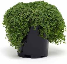 Corsican Mini Mint Seeds – Heirloom, Non-GMO, High Germination Organic Garden Seeds for Planting – Compact & Flavorful