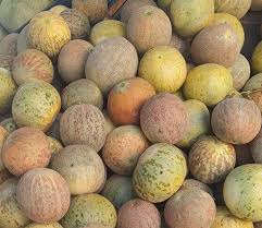 Honey Dew Melon Fruit Seeds for Planting – Sweet, Rare Melons for Gardens, Heirloom & Non-GMO Seeds