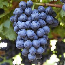 Midnight Beauty Grape Seeds for Planting – Super Sweet, Unique Flavor, Heirloom, Non-GMO, High Germination Organic Garden Seeds