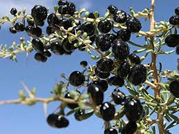 Black Goji Berry Fruit Seeds for Planting – Grow Superfood Berries, Heirloom & Non-GMO Seeds for Your Garden