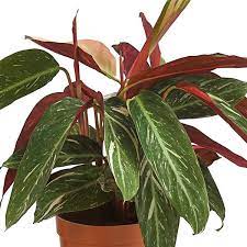 Calathea Magicstar Plant Seeds for Planting, Heirloom, Non-GMO Seeds