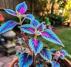 Blue Mini Coleus Plant Seeds – Heirloom Non-GMO Organic Garden Seeds for Planting, High Germination Vibrant Foliage