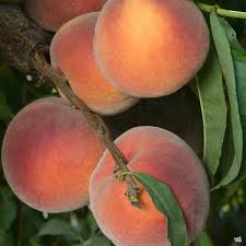 Arctic Supreme Peach Fruit Seeds for Planting – Pack for Sweet, Juicy Peaches, Heirloom & Non-GMO Seeds for Home Garden