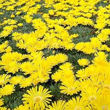 Yellow Delosperma Nubigenum (Ice Plant) Flower Planting Seeds for Garden – Non-GMO, Heirloom, High Germination