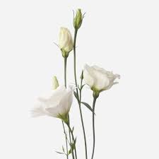 White Lisianthus Echo Flower Seeds for Planting – Heirloom, Non-GMO Seeds for Garden Blooms & Cut Flowers