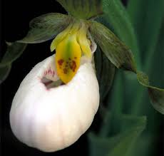 lady slipper flower seeds Cypripedium acaule White Lady’s Slipper Flower Seeds for Planting – Heirloom, Non-GMO, High Germination Seeds, 100 Pcs