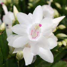 White Schlumbergera Flower Planting Seeds for Garden – Non-GMO, Heirloom, High Germination Seeds
