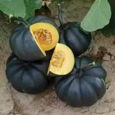 Black Pumpkin Vegetable Seeds for Planting – Heirloom, Non-GMO, High Germination Organic Garden Seeds