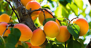 Moorpark Apricot Seeds – Heirloom Non-GMO Fruit Seeds for Garden Planting