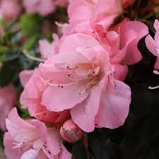 Azalea Pink Rhododendron Flower Seeds – Heirloom Non-GMO Seeds for Planting, High Germination Organic Garden Seeds