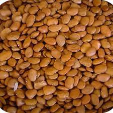 Brown Tepary Bean Seeds for Planting - Heirloom, Non-GMO, Organic Garden Seeds, High Germination