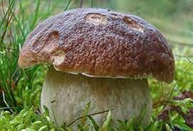 Brown Mushroom Vegetable Seeds for Planting – Heirloom Non-GMO Organic Garden Seeds, High Germination