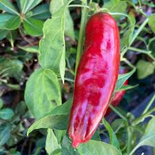 Aleppo Pepper Seeds – Heirloom Non-GMO Vegetable Seeds for Flavorful, Mildly Spicy Harvests, High Germination