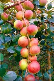Apple Ber Ziziphus Fruit Seeds for Planting – Hardy, Nutritious Fruits, Heirloom & Non-GMO Seeds