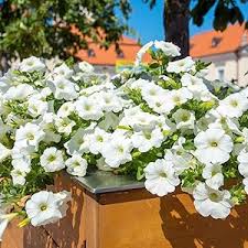 White Petunia Wave Flower Seeds – Heirloom Non-GMO High Germination Seeds for Planting Easy-to-Grow Garden Blooms