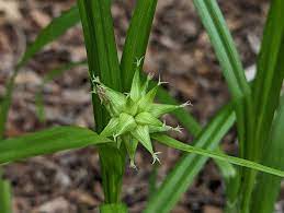 Carex Serotina Grass Seeds for Planting – Native Ornamental Sedge, Non-GMO Perennial Ground Cover