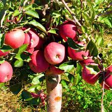 Apple "Pink Lady" Fruit Tree Seeds for Planting – Unique Harvests & Beautiful Trees, Heirloom & Non-GMO, High Germination